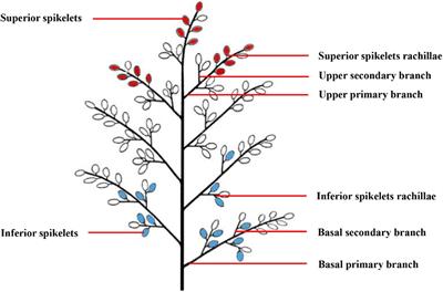 Relationship Between the Vascular Bundle Structure of Panicle Branches and the Filling of Inferior Spikelets in Large-Panicle Japonica Rice